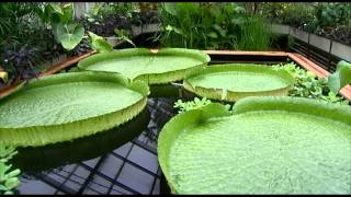 Growing Pains The Life And Times Of Victoria Cruziana