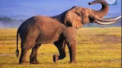 Tiếng kêu của con Voi | The sound and picture of the elephant | sound and picture of elephant