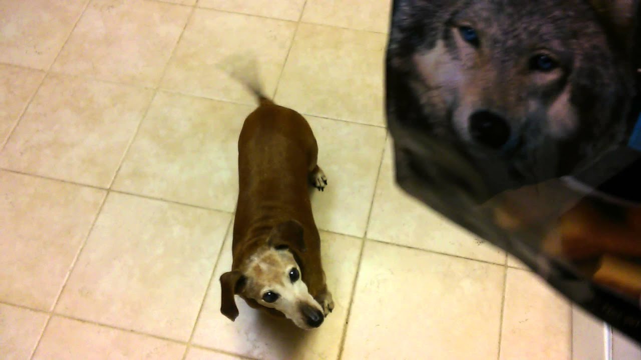 Do dachshunds lick their pee, my gfs lover porn pics