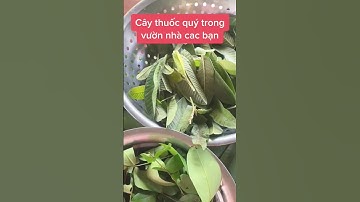 cách trị rôm sảy , và mẫn ngứa cho người lớn và trẻ em .lá ổi kết hơp cùng lá khế chua