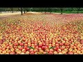 HOW APPLE JUICE IS MADE | Technology to GROW and HARVEST PRODUCTIVE APPLES