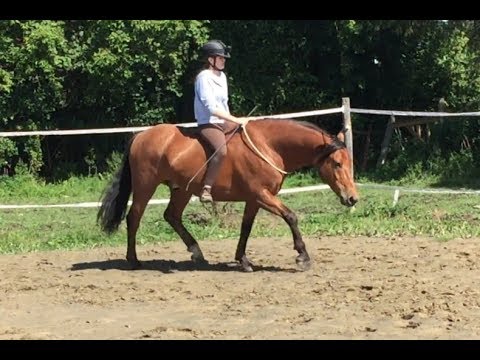 ohne sattel reiten unterlage We tried riding with a Neck Ring! | With HelmetCam | Canadian Horse