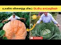 ௨லகத்தில் விளைந்த மிகப்பெரிய காய்கறிகள்#shorts#ytshorts biggest fruits and vegetables tamil
