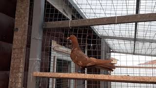 Бакинские голуби красные широкохвостые многоперые. Baku pigeons red +79255022509