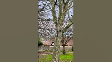 Squirrels running up tree