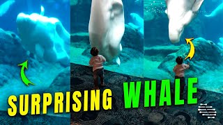 Playful Whale in an Enclosure Surprises a Boy behind the Glass