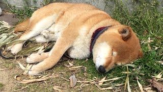 落ち葉まみれになりつつも幸せそうに昼寝する柴犬　Shibe took a nap with a happy face even though covered with fallen leaves.