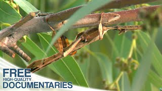 Masters of Disguise - The Unusual World of Insects