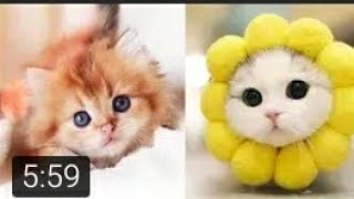 بيبي قطط _ مقاطع حلوة و مضحكة للقطط - تجميع مقاطع baby cat _ funny and cute videos for cats