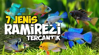 7 JENIS IKAN RAMIREZI, PALING CANTIK DAN TERPOPULER 2022