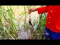 Net fishing at pailin province  khmer cast net fishing cambodia traditional fishing  part 45