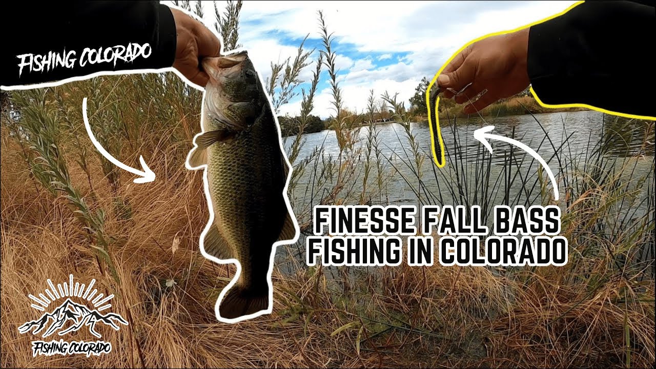 Finesse Fall Bass Fishing in Colorado (They Destroy This Bait)