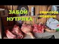 Забой свиньи НУТРЯКА. Вес свиньи. Вага свині. Свиноводство.