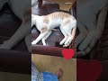 Meenu kutty trending status viral reels summervibes petlover pets pet catfunny