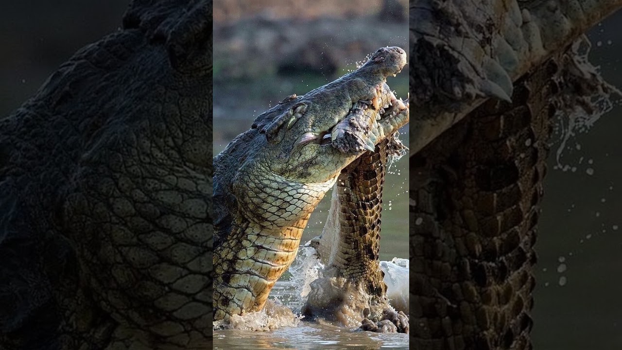 Гигант с челюстями смерти — правда о нильском крокодиле #shorts