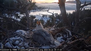 2-22-2024 Morning Eagle Song by FOBBV CAM 34,527 views 2 months ago 3 minutes, 20 seconds