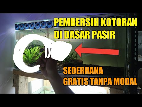 tips-membersihkan-kotoran-ikan-mengendap-di-dasar-pasir-|-aquascape