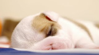 Newborn Puppies Snuggle Up To Mum | Wonderful World Of Puppies | Bbc Earth