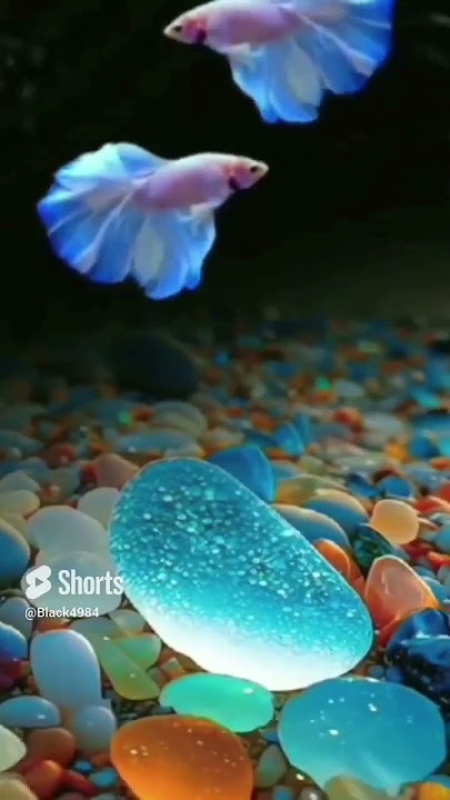 owh ternyata begini suara ikan cupang😁