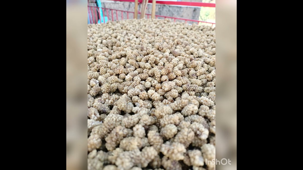 Hekimhan Hacılar Köyü ekim 2022(Fatma Şahin-Ağır Yeri)