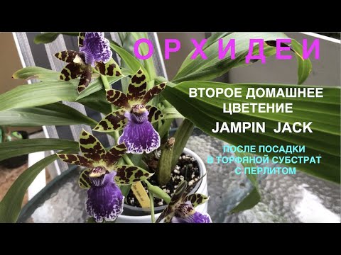 Video: Intermedio De Zygopetalum