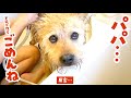 ドロドロの元野犬をお風呂に入れたらパパが本当に大好きなことがわかった