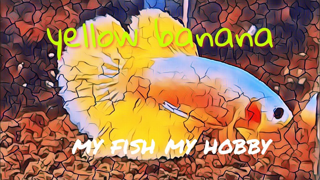 Betta Fish YELLOW BANANA 🍌 || DUNIA HOBBY