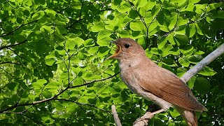 Relaxing River Sounds With Nightingale Singing Bird