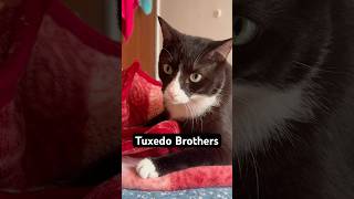 Tuxedo Brothers Want to Start as a YouTubers 🐈⬛😁 Do You Support Them?