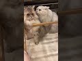 Cute cat  ytshorts