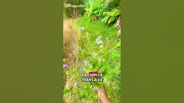 Cây cức lợn hỗ trị viêm xoang