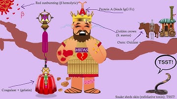 Short story: Staphylococcus aureus