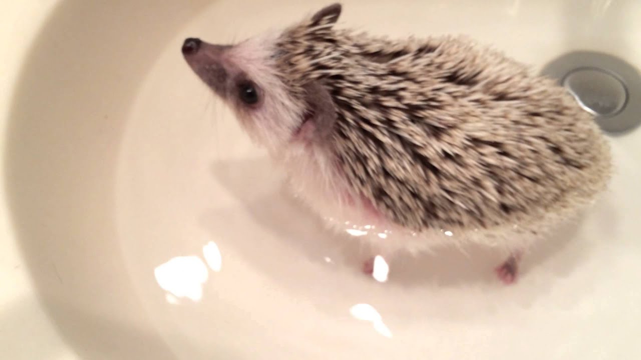 petco hours Hedgehog Bathtime