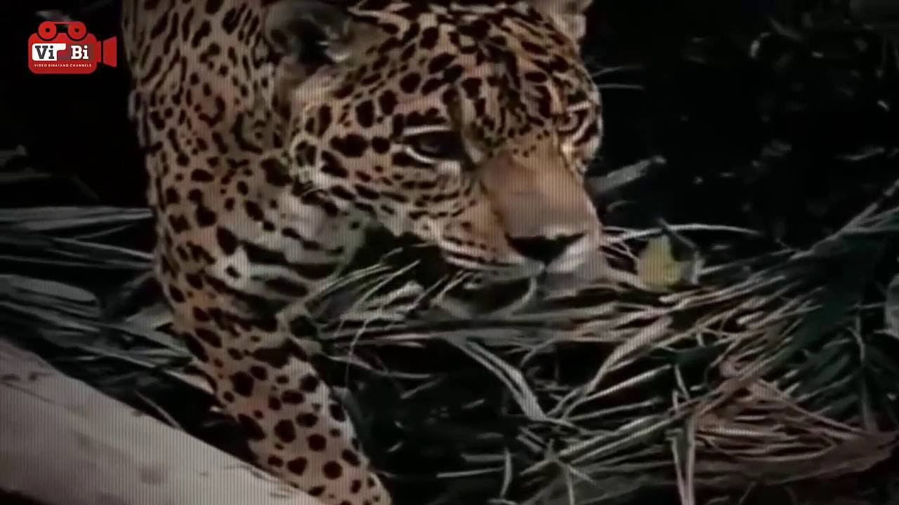  Jaguar  vs Ular Anaconda Video Perkelahian Binatang  Buas  