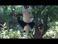 20211105 圓寶八爪玩倒掛 彪爸一叫就回家(早餐上) Giant Panda Yuan Yuan & Yuan Bao