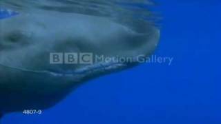 Whale Shark Eating Krill