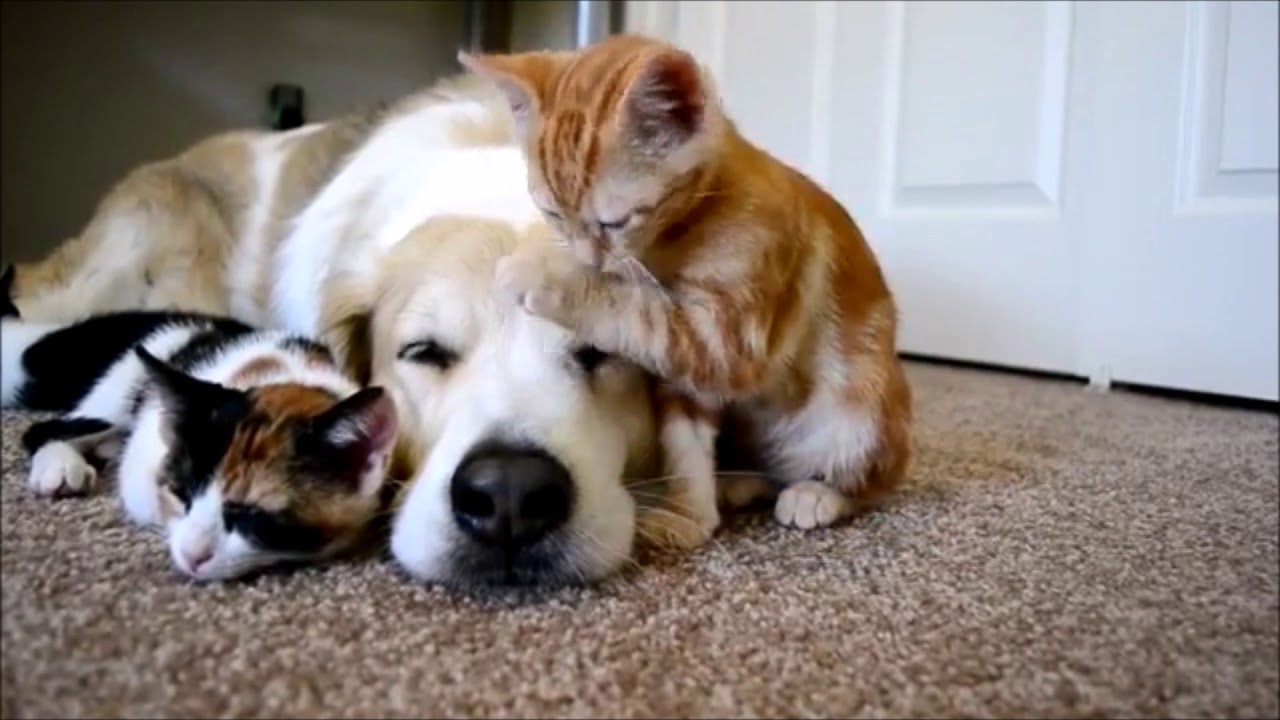 My animal friends. Кот и собака вместе. Щенок и котенок. Смешные коты и собаки. Дружба кошки и собаки.