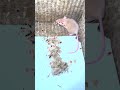 🐭 Який утеплювач не гризуть миші? 🧀 Чи їдять миші пінопласт? Доба 3 експеримент компанії Роял Фасад