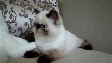 Watch the video about Exotic kittens from Colorolla cattery