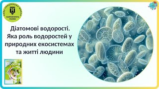 картинка: Діатомові водорості  Яка роль водоростей у природних екосистемах та житті людини?