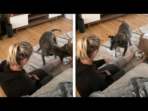 Clever Dog Gets Tissue On Command (Smart Dog Does Tricks)