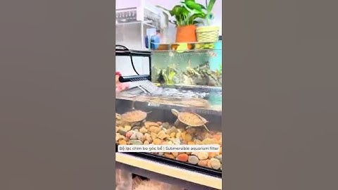 Bộ lọc chìm bo góc bể dùng được cả mực nước thấp thích hợp cho bể có rùa #aquarium #youtubeshorts