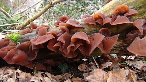 Can you eat auricularia?