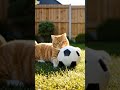 cat with football amazing video shorts #cat #walkinspiritoftheholyspirit #funnycricket #cricket