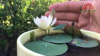 Grow micro lotus at home | micro lotus | mini lotus bowl by Lotus Garden 768 views 2 weeks ago 1 minute, 40 seconds