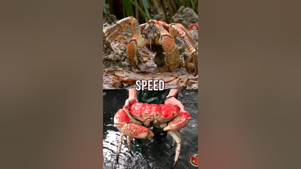 Coconut Crab VS Tasmanian giant crab (remake) YouTube