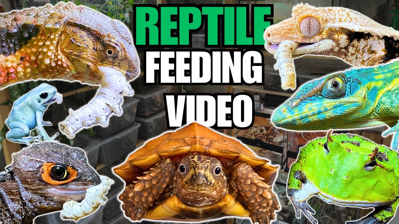 FEEDING MY PET REPTILES SILKWORMS! LIZARDS, TURTLES, FROGS AND MORE ...
