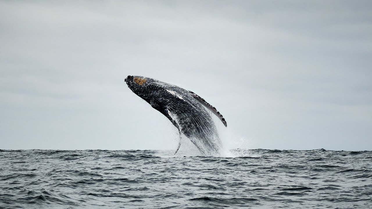 Humpback Whales in the Wild, in Ecuador