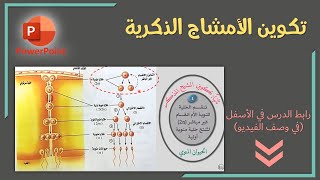 تكوين المشيج المذكر