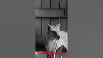 Это  Бенджамин, последний сумчатый волк, тасманийский волк илитилацин. Умер в 1936 году шорт видео